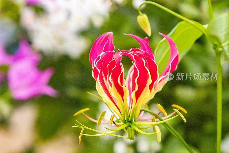 英国伦敦的“火焰百合”Gloriosa Rothschildiana